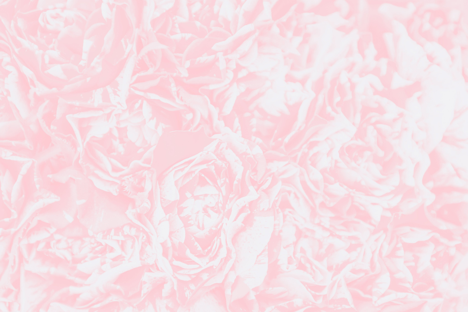 Soft pink watercolor pink rose background, floral wallpaper