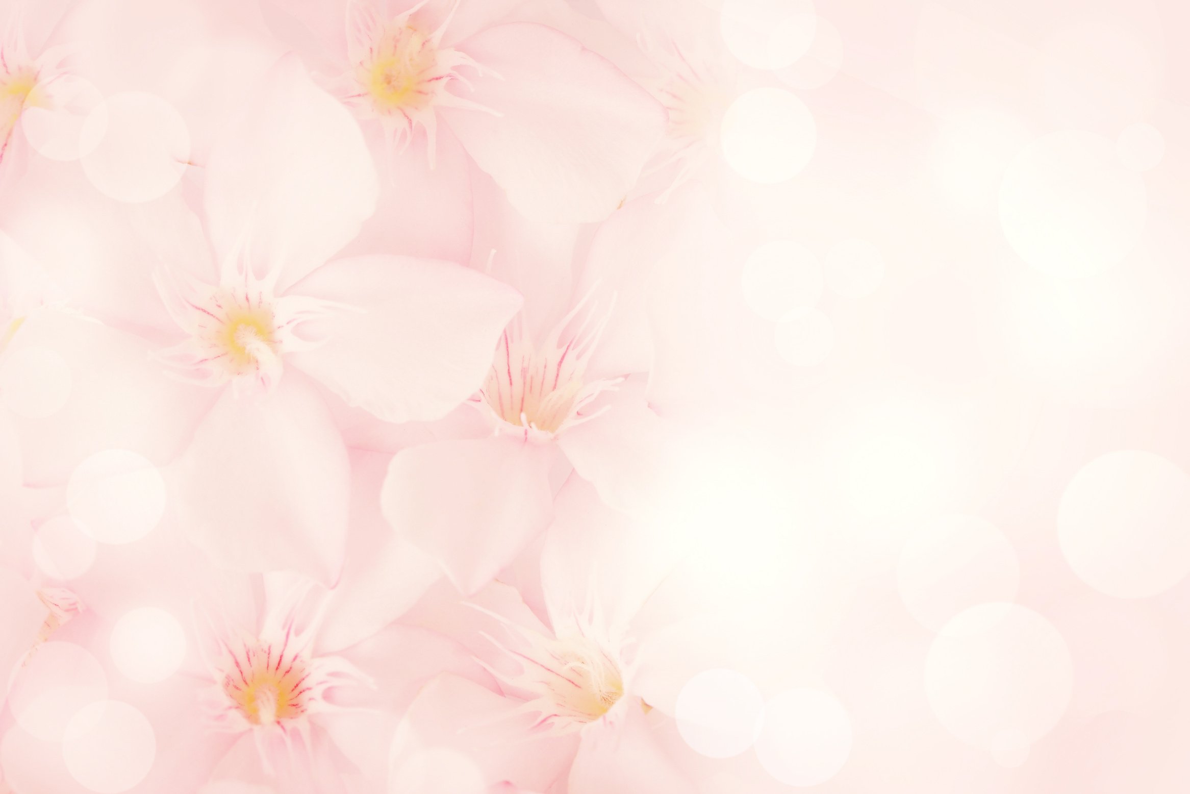 pink flower background