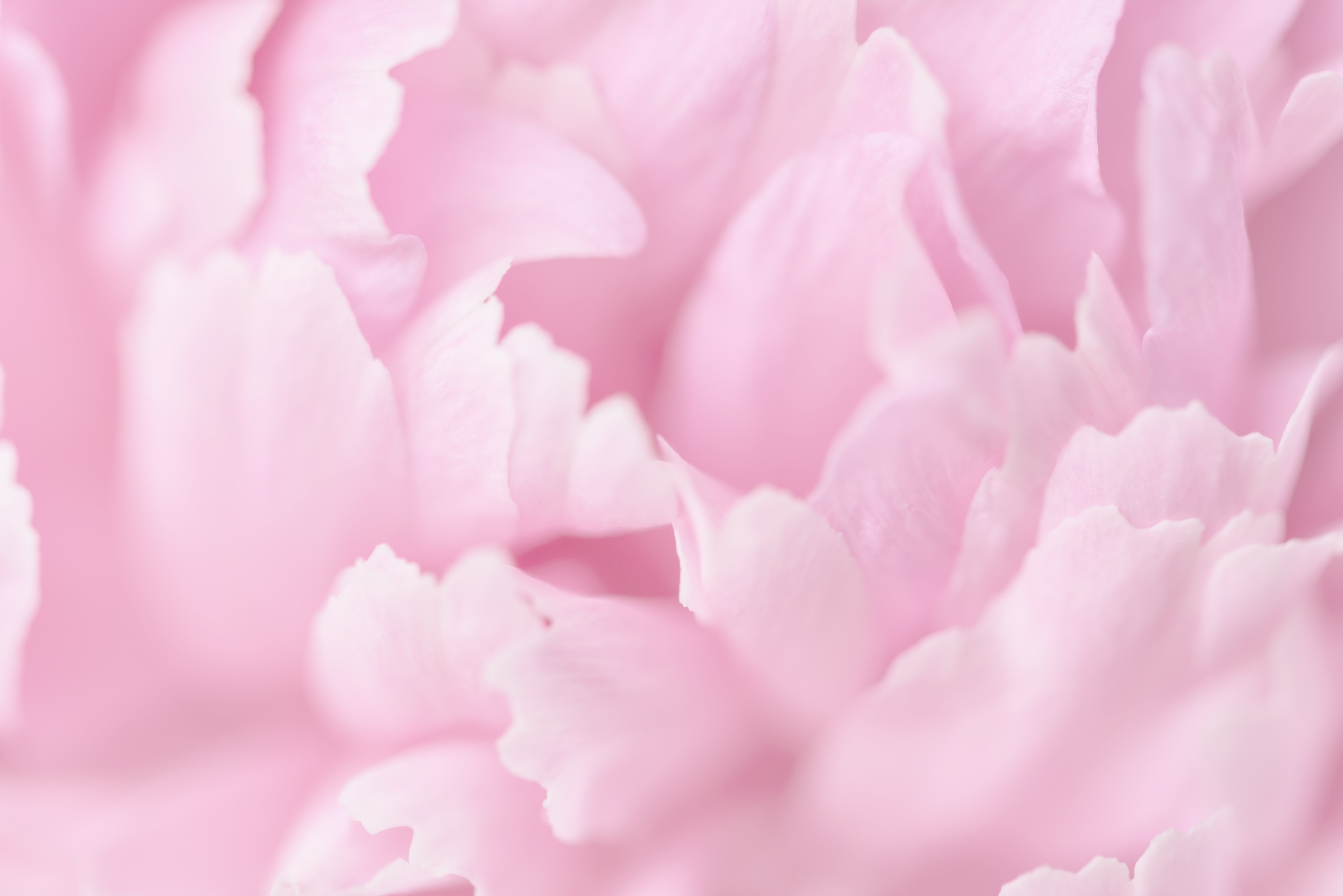 Pink Flower Petals